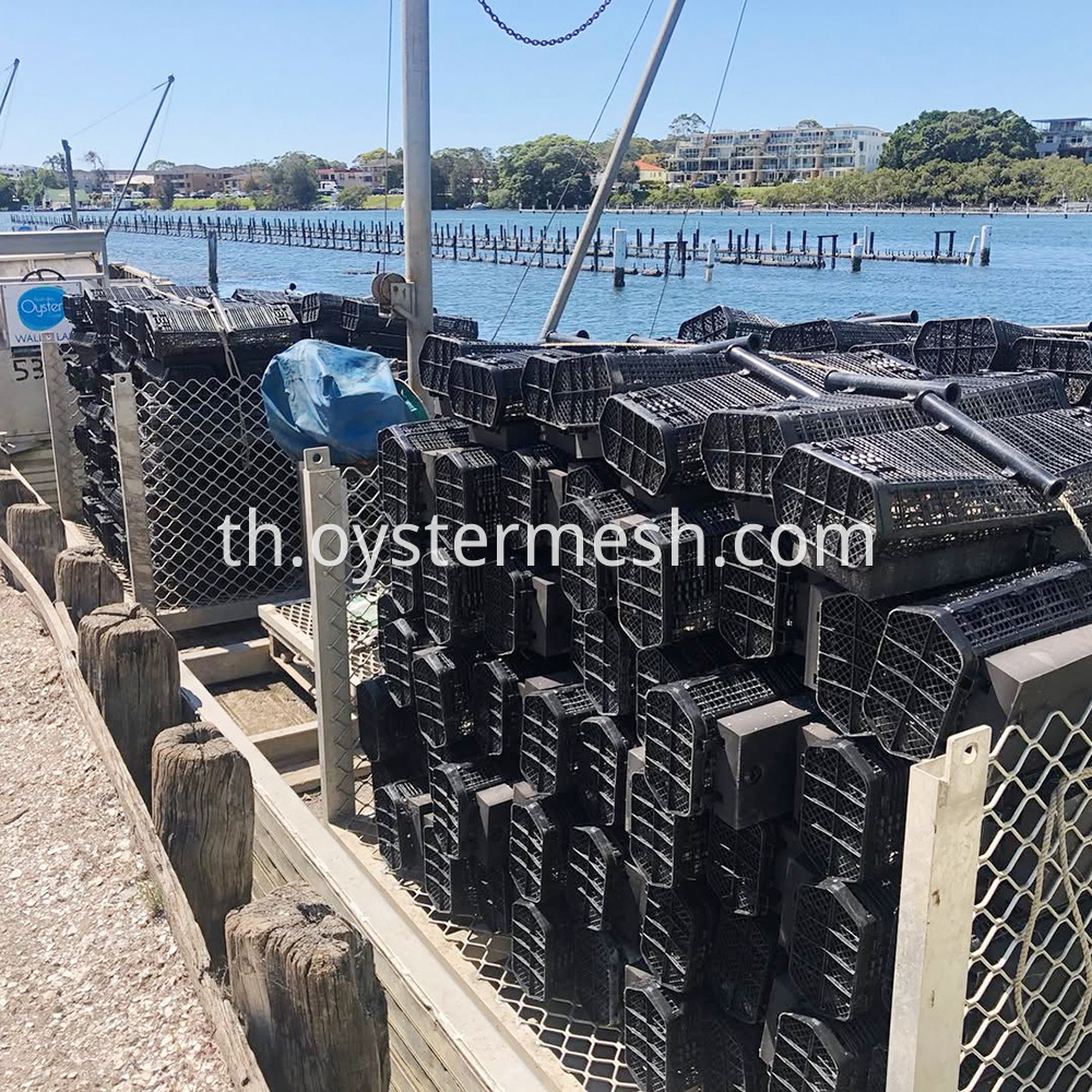 Oyster Cradle Rolling Culture